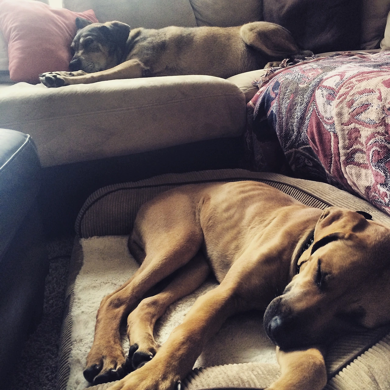 코라(After) (2).JPEG