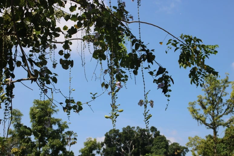 IMG_1356.JPG?type=w773