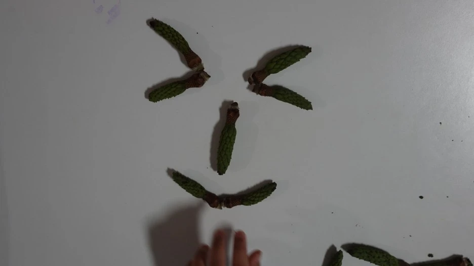 SE-a9ad41cb-5bf1-4fb3-b315-562cc42257c8.jpg?type=w1