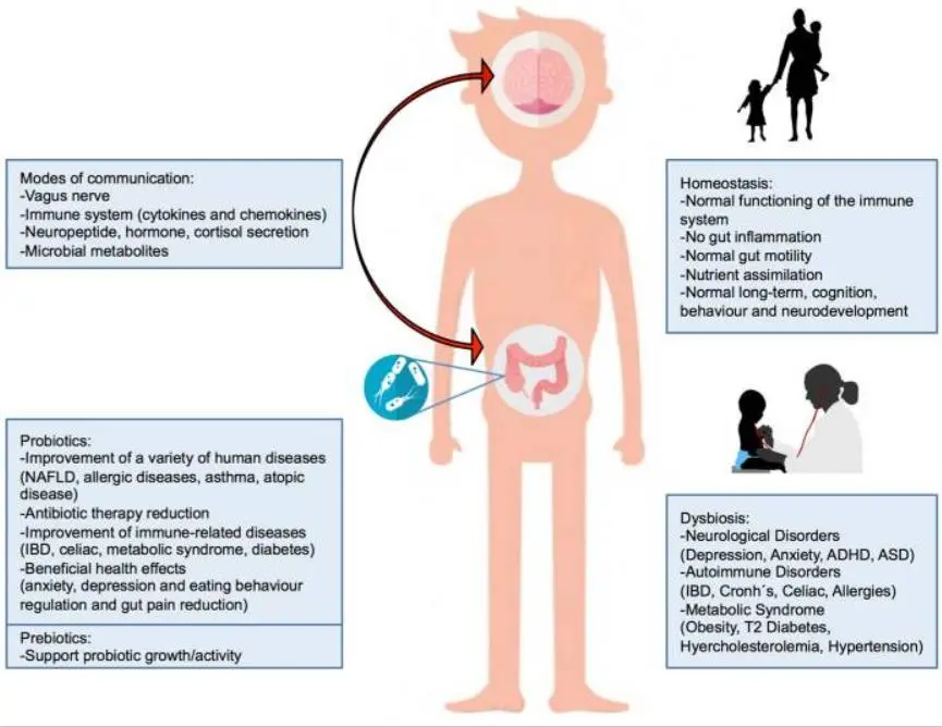 microbiom brain.JPEG