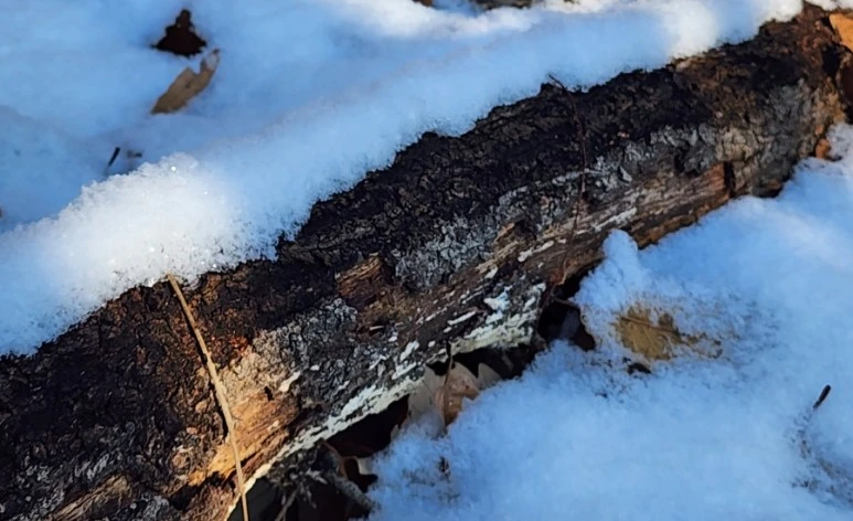 20231224%EF%BC%BF113802.jpg?type=w773