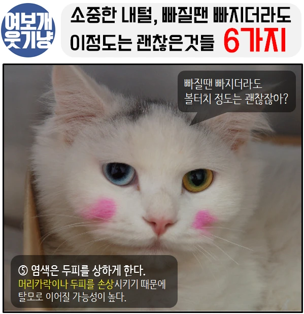 여보개 웃기냥 페북_5.PNG