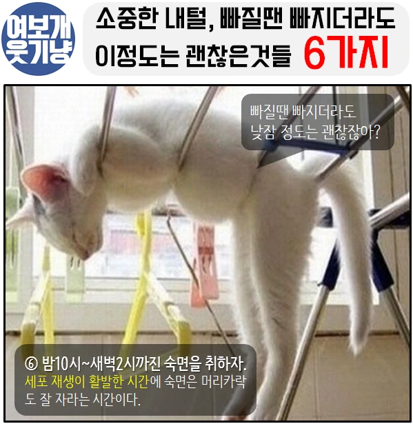 여보개 웃기냥 페북_6.PNG