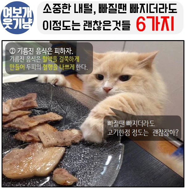 여보개 웃기냥 페북_2.PNG