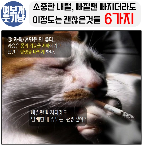 여보개 웃기냥 페북_3.PNG