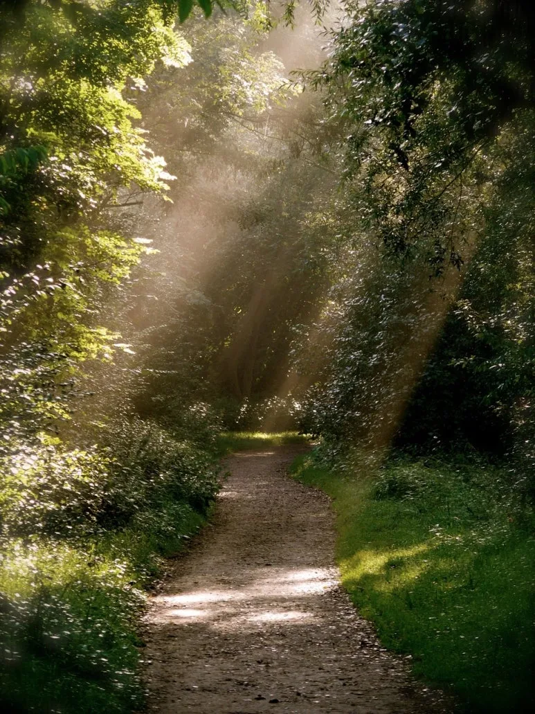 forest-path-979292_1280.jpg?type=w773