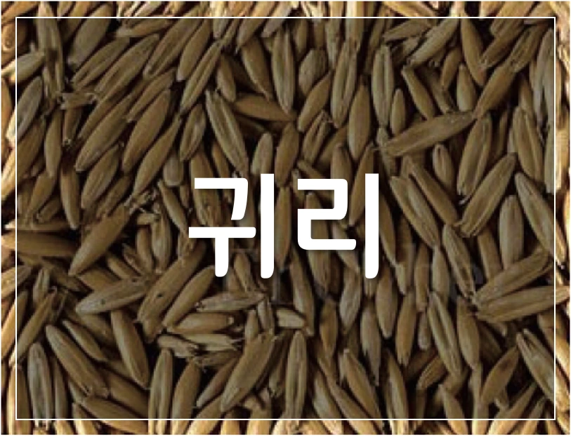 %EA%B7%80%EB%A6%AC.png?type=w1200