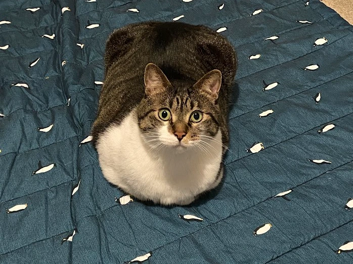 AMWts8BlaBmMz4q6-CYoFN25JAy9k6qqzWTwDy2zu0xhVZk1i5BMm25ayBY4PDiZEJd9nk2-0sub9f_DGD7lqOarigCEt-hs8aMnvv9xDSvzH12TCzT44SktL8oI13EyJPLDE6LHrDk6reO8ZHnlwRts6k162Q=w698-h930-no?authuser=0