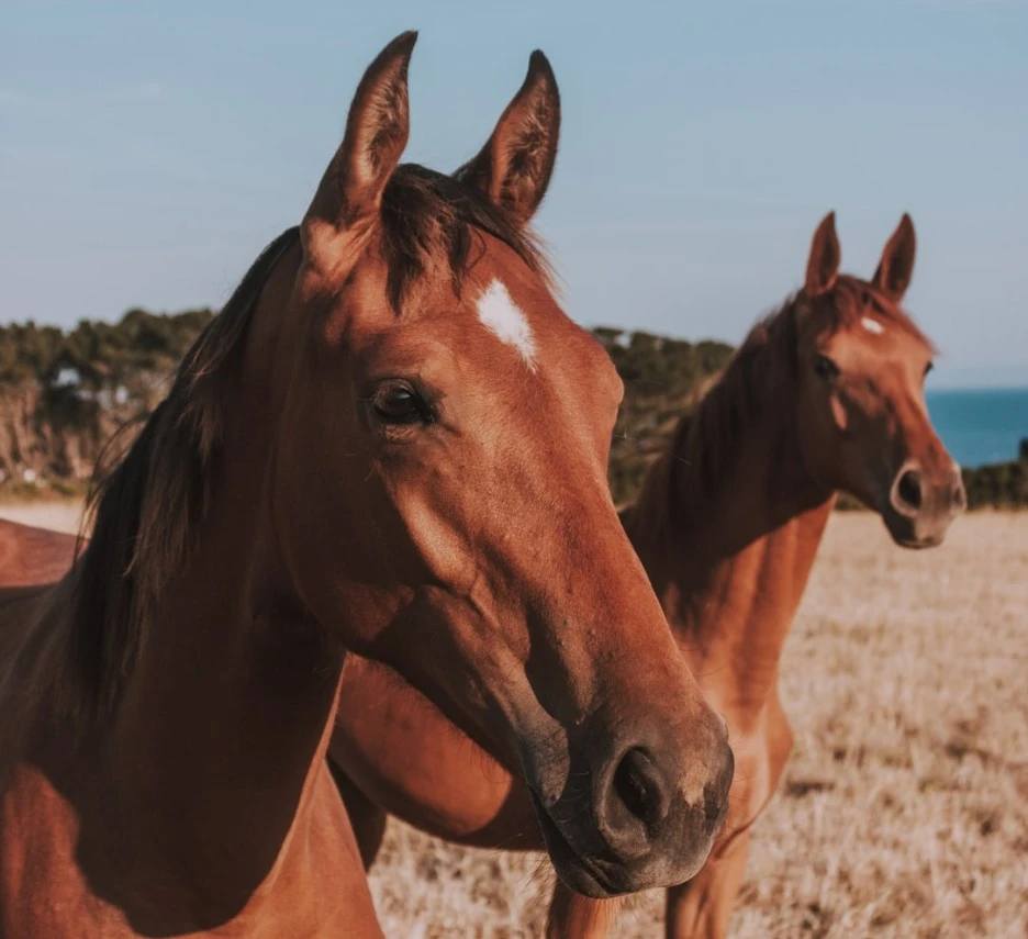 SE-4f1d25ab-e995-4a86-9069-07c5a2f422ba.jpg?type=w1