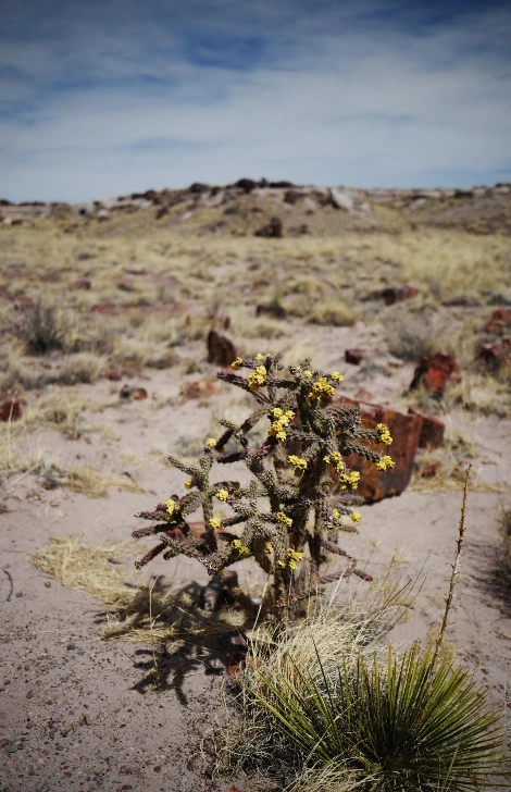 15.페트리파이드포레스트 추가-식물.JPG