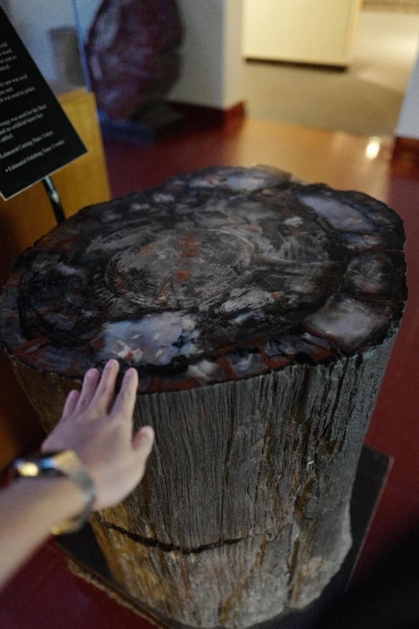 15-2.페트리파이드 포레스트-규화목 가공된 단면.JPG