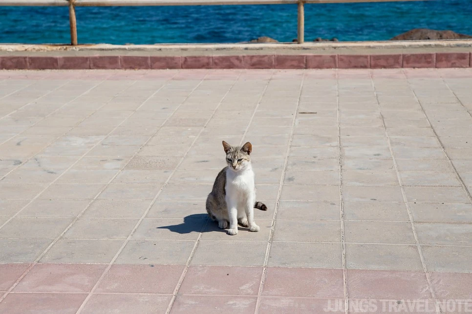 IMG_3662.jpg?type=w966