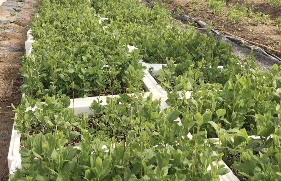 Screen_Shot_2020-04-07_at_11.58.53_AM.png?type=w1