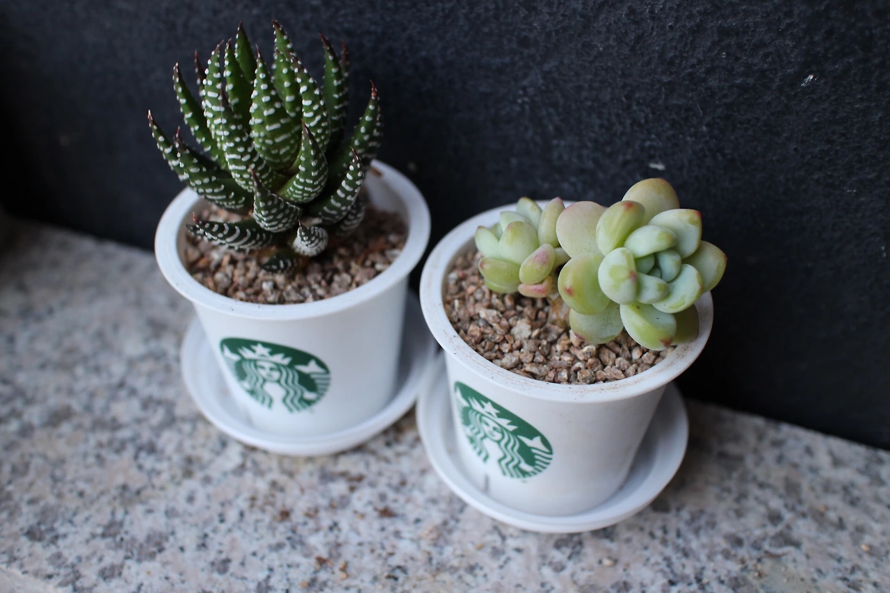 P20160501_183926000_A010A49E-758B-4F42-B849-6540641E593D (1).JPG