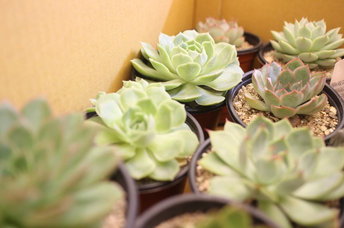 P20160822_235358000_61EAF082-7E08-48D4-8695-DC4A2E6EB96E (1).JPG