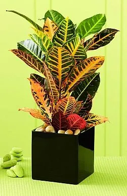 %EA%B3%B5%EA%B8%B0%EC%A0%95%ED%99%94%EC%8B%9D%EB%AC%BC_%ED%81%AC%EB%A1%9C%ED%86%A4.jpg?type=w773