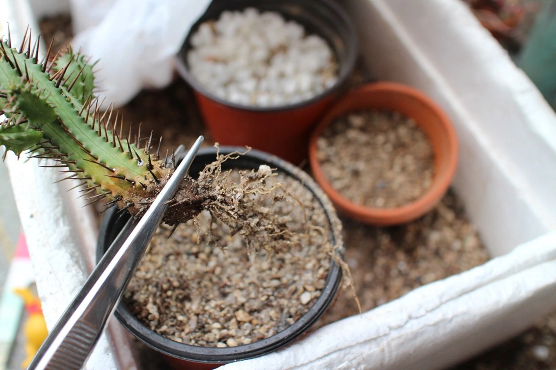 P20160925_164419000_0F278954-A4E4-4FB5-8380-576C0F978D38 (1).JPG