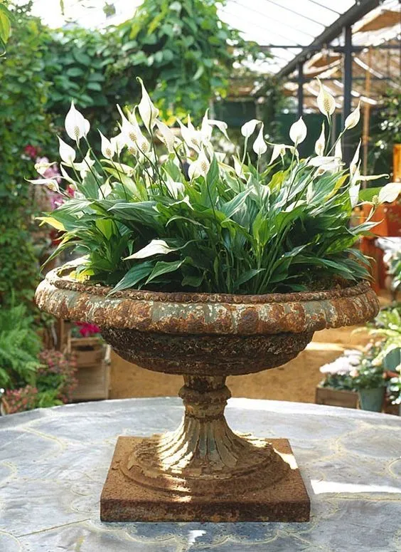 %EA%B3%B5%EA%B8%B0%EC%A0%95%ED%99%94%EC%8B%9D%EB%AC%BC_%ED%94%BC%EC%8A%A4%EB%A6%B4%EB%A6%AC.jpg?type=w773