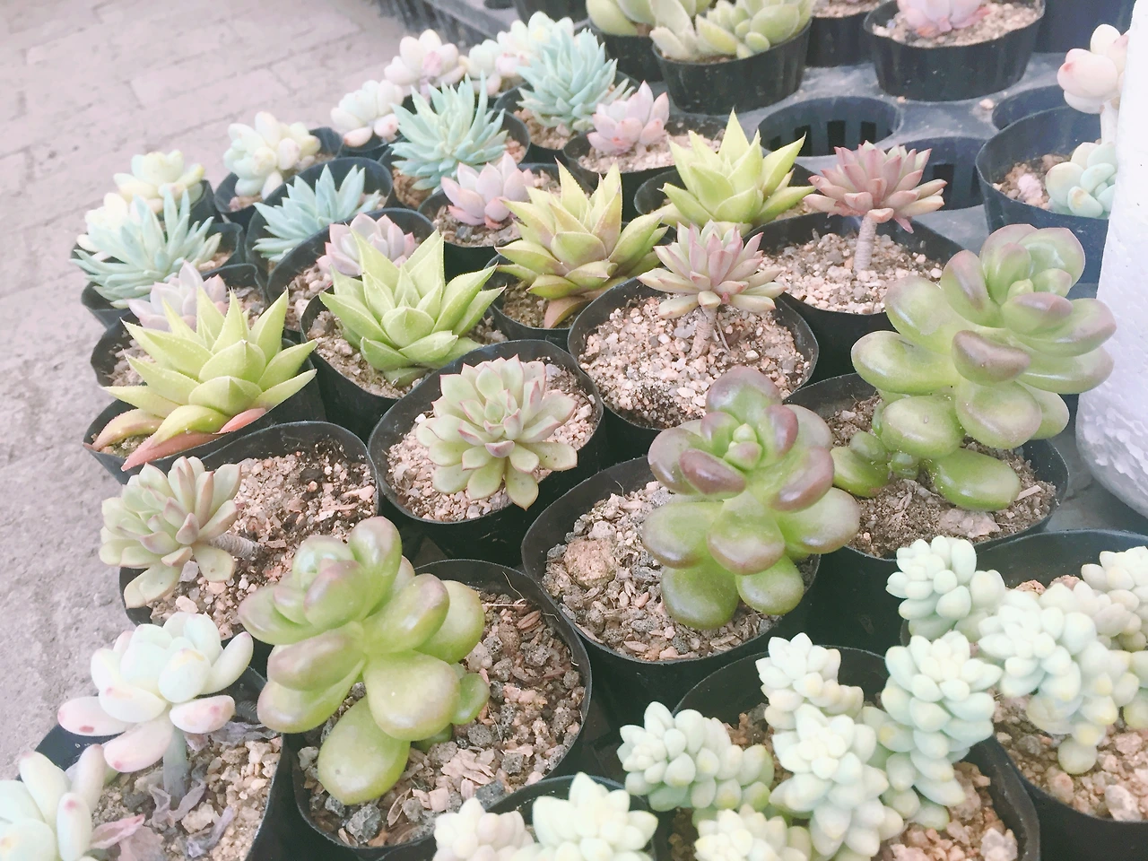 P20160409_161532000_F66637CF-4D38-4067-81C2-CD0D70940C06 (1).JPG