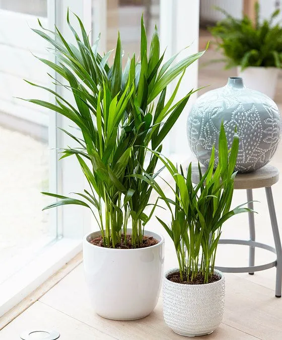 %EA%B3%B5%EA%B8%B0%EC%A0%95%ED%99%94%EC%8B%9D%EB%AC%BC_%EC%95%84%EB%A0%88%EC%B9%B4%EC%95%BC%EC%9E%90.jpg?type=w773