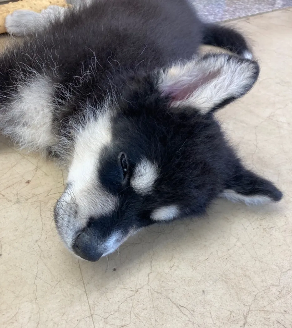 SE-e233b7a8-5383-457b-b0c8-8c77c3363a33.jpg?type=w1