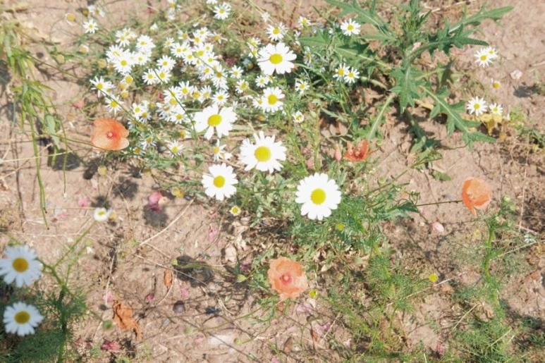 1C808460-C832-4C16-8AFA-134688A4D161.jpg?type=w773