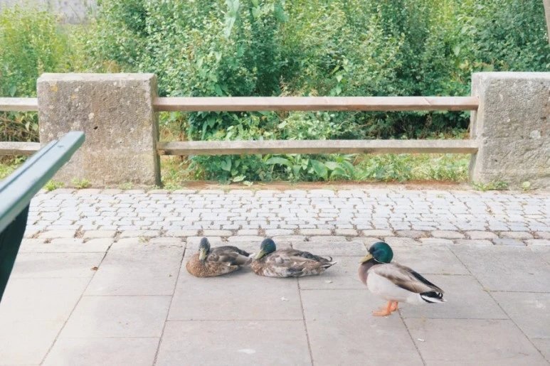 50804AE4-5DD3-44AF-BA6D-C86F570961CB.jpg?type=w773