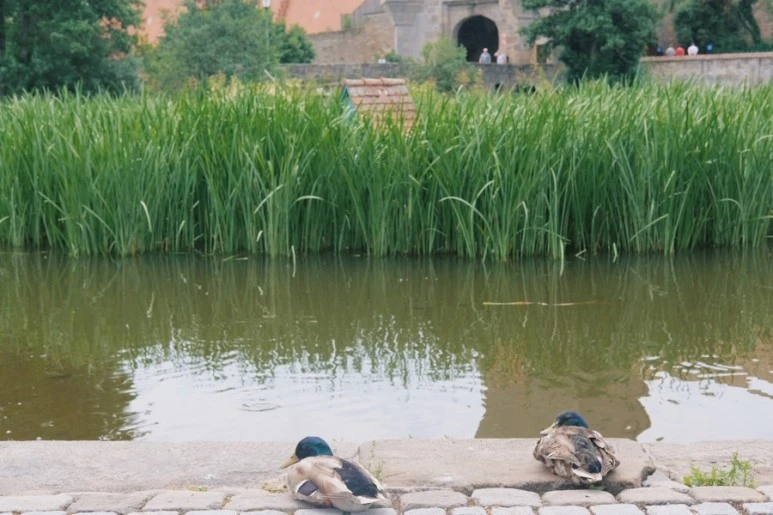 AD16F381-F919-4704-9705-3E0AA5FCF18C.jpg?type=w773