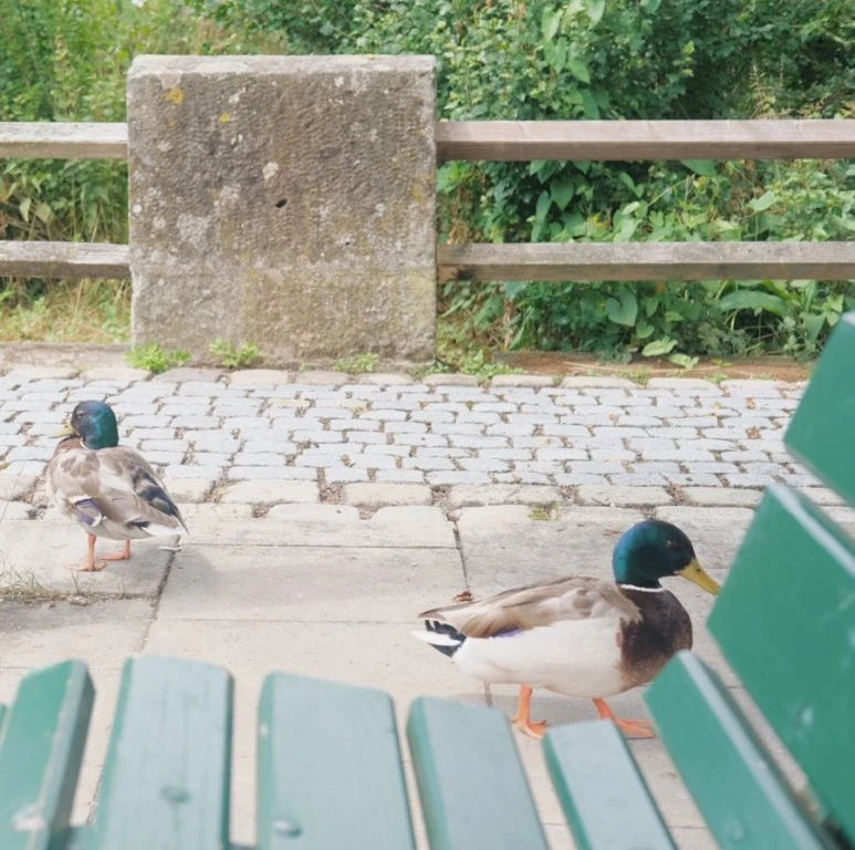 D24AF0D2-B4A3-42F2-8914-605D9F61A8C6.jpg?type=w773