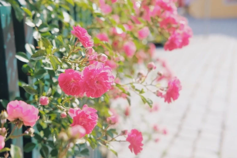 6D8636F3-E78F-4978-90D4-F5244645EF28.jpg?type=w773