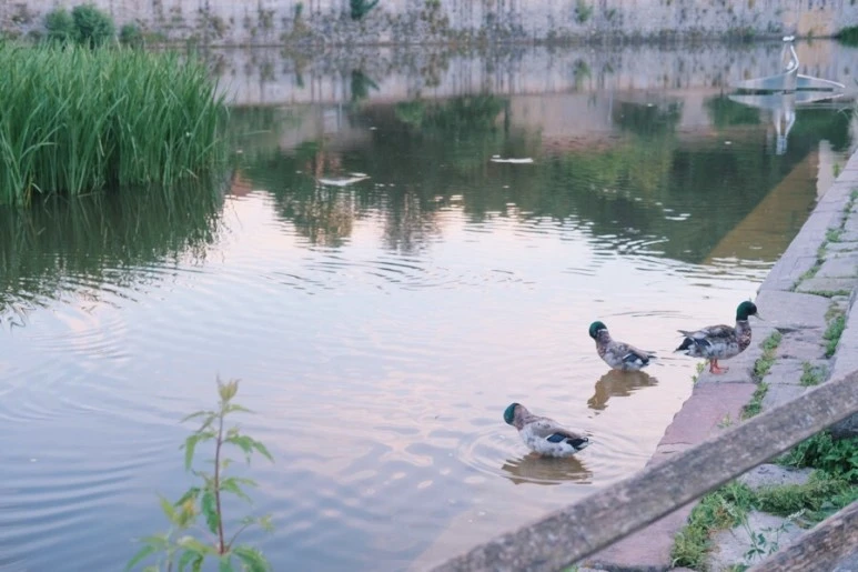 2C7B6532-4152-4B32-8D7E-3C2400CE94E0.jpg?type=w773