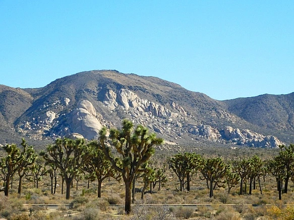 99BA81435BE4EF131F2C71