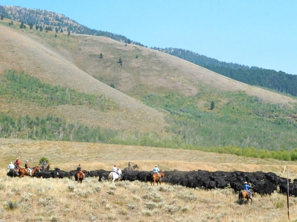 992FEB3359ACE27E1759AA