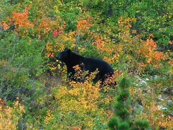 99ED3D365B949D662B71B8