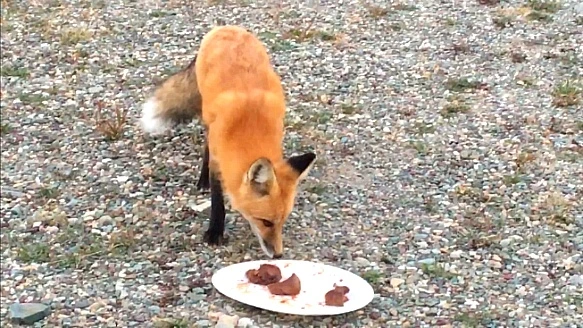 99C23F445B95EEE10FF001