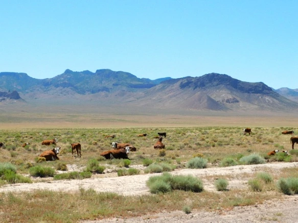 26384446576F44A23D63D9