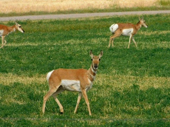 99A37C33599E4F67034758