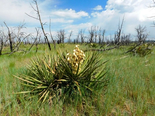 233DB944576225B52D3EFB