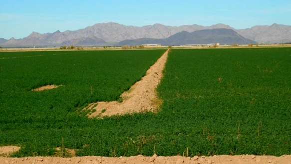 994AF4335A25F3383251B8