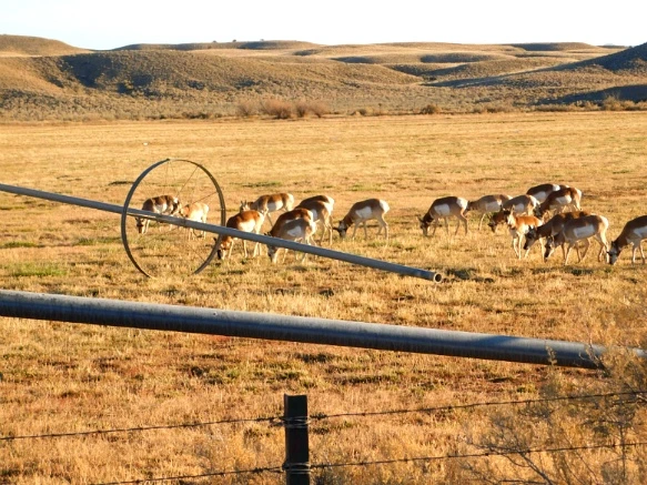 99DBD1335A0E5479331ED0