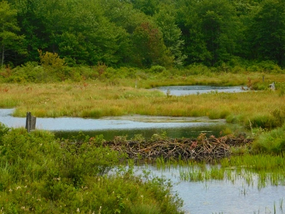 998771395B5FC3A3188EE8