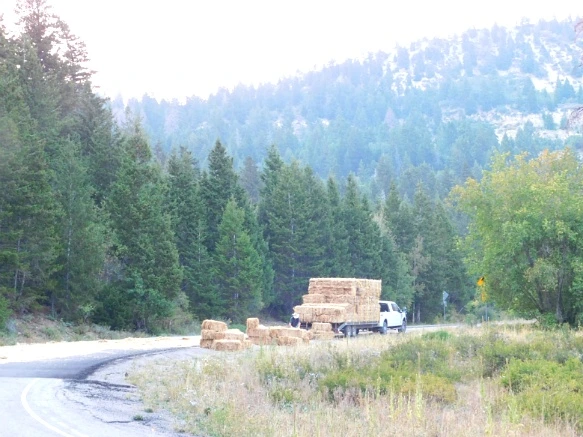 996E9C3359B1EDDA31F8E8