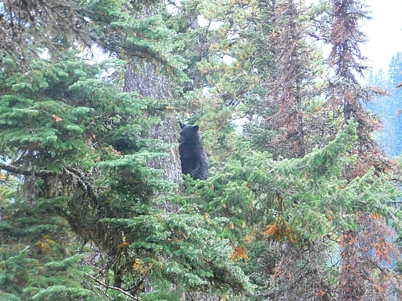 99CE19475BAB0A550D3BC9