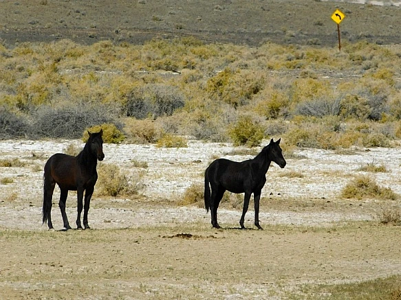 99D72D3C5BD1362E18F6BF