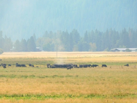 99CE943359A9EBC2260F91