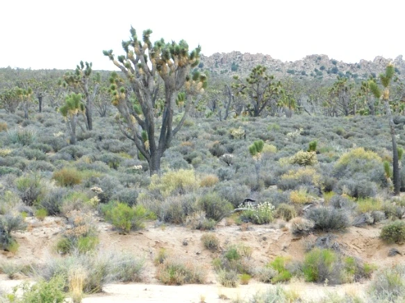 2343195057782A81295676