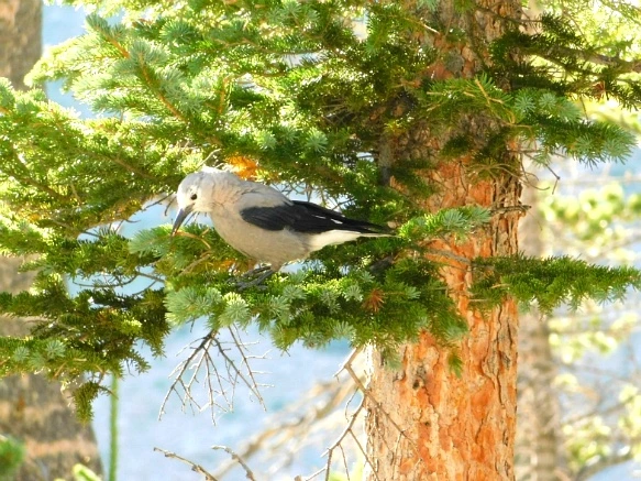 994C5B4D5B7267072B7E18