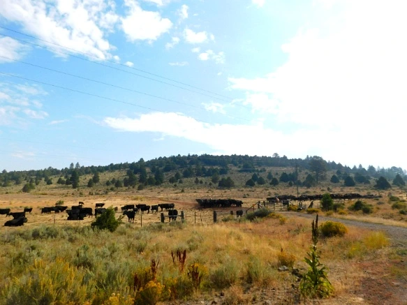 9913053359A779D0164CFE