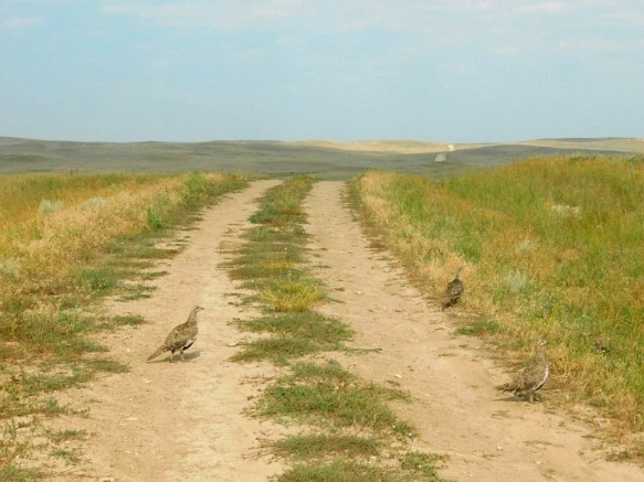 99E32C445B77A1E41354FF