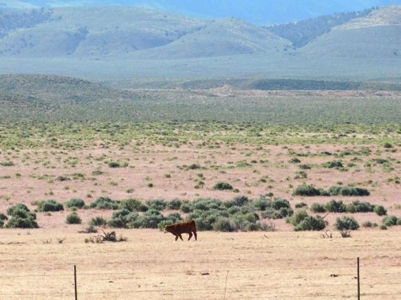 255A954E59320679202580